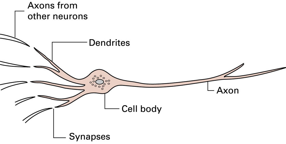 Artificial neural networks borrow a simplified idea of connected units. They are not complete models of a brain.