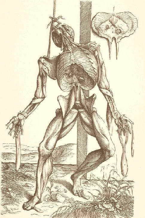 An anatomical illustration from Vesalius’s Fabrica