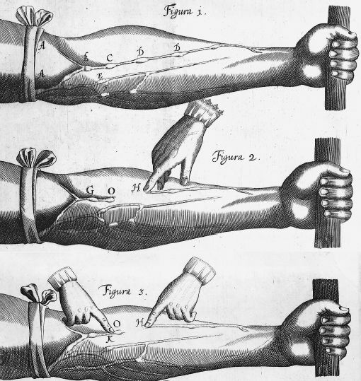 Illustration of investigations of veins associated with Harvey