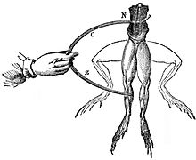 Frog preparations in the study of electrical effects